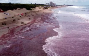 El mar se tiñó de rojo desde Mar del Plata a Necochea