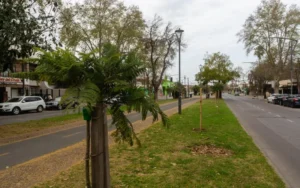 El municipio avanza con la plantación de árboles