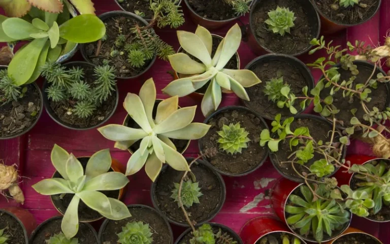 El municipio dictará dos talleres en la Escuela de Jardinería