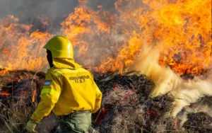 El presupuesto ambiental se redujo un 40% en el primer semestre del año