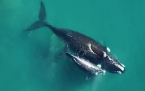 El sur argentino: Récord de Ballenas Franca Austral en Península Valdés