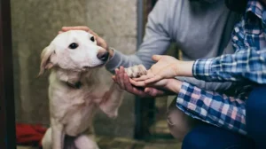 permisos por adopción de mascota en una empresa argentina