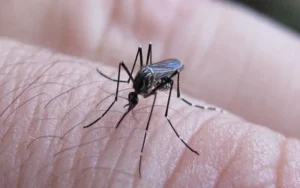 En Rosario se redujeron en un 99% los casos de dengue