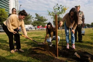 plantación árbolES Rosario