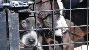 rescate animales en Rosario
