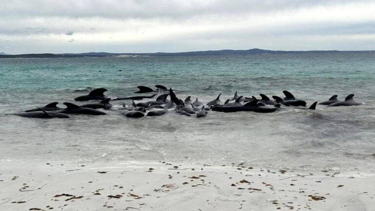 Hallaron decenas de ballenas muertas en una playa