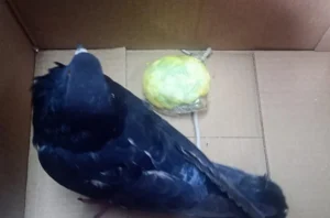 Encontraron a otra paloma que transportaba droga en cercanías de Coronda