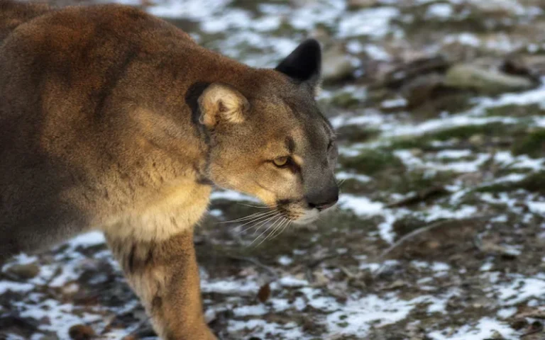 Puma atacó animales en Roldán