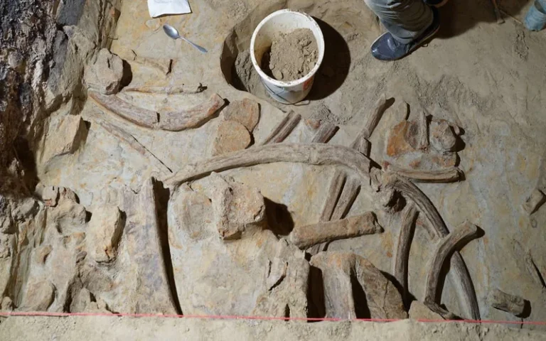 Encontraron restos de mamut en una bodega de vinos