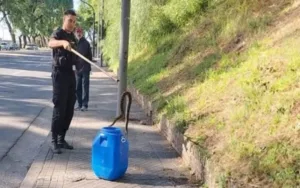 Encontraron una yarará en la zona del anfiteatro en Rosario
