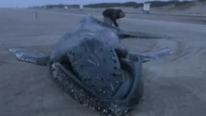 encuentran una ballena de 15 toneladas