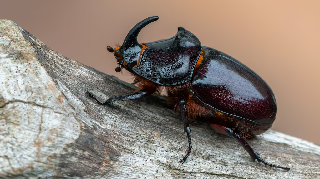 Especialistas explican la invasión de cascarudos que se registró en Rosario.