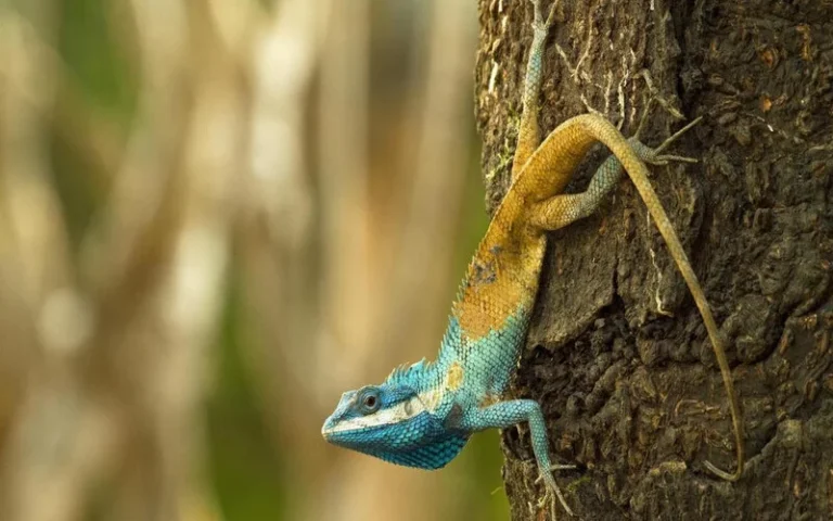 Especies cruciales para la humanidad, al borde de la extinción