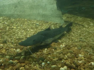 veda pesca surubí santa fe