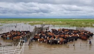 Sudamérica: el clima podría afectar la producción agrícola