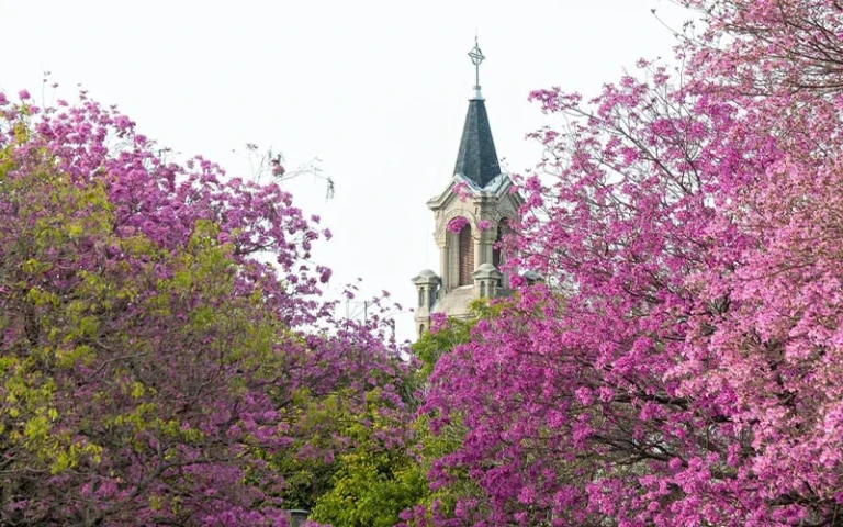 Festival del Lapacho: Rosario celebra con flores y comunidad.