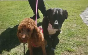 Fiscalía no abrió causa judicial a los dueños de los perros rescatados en un auto en un supermercado
