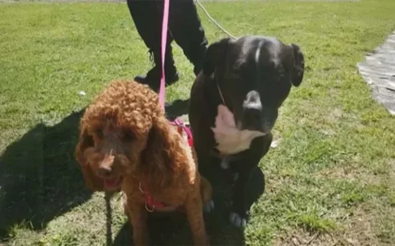 Fiscalía no abrió causa judicial a los dueños de los perros rescatados en un auto en un supermercado