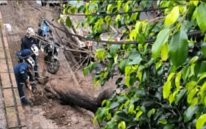 Fuga de gas en barrio Martin tras la extracción de un árbol