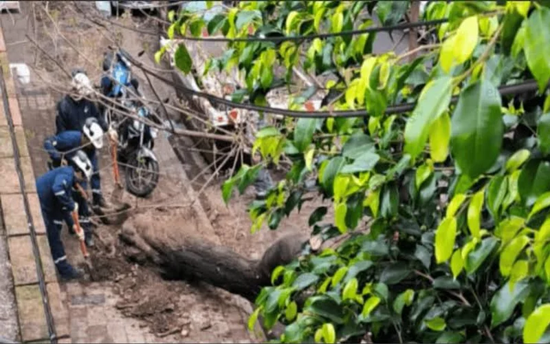 Fuga de gas en barrio Martin tras la extracción de un árbol