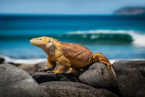 Galápagos, cambios en el destino en busca de la sustentabilidad