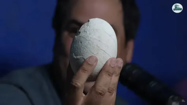 Hallaron en Argentina el primer huevo de un dinosaurio carnívoro de América Latina