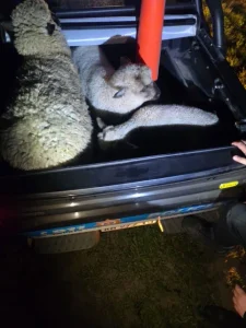 Hallaron ovejas atadas en Fighiera y sospechan intento de abigeato