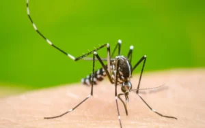 Histórico brote de dengue en el país 