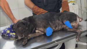 Hombre atacó al perro de su vecina tras una disputa y lo dejó mutilado.