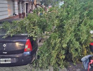 Una mujer se descompensó y su auto impactó contra un árbol