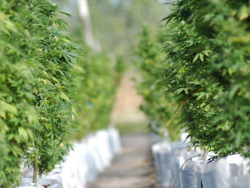 Nueva variedad de Cannabis para enfrentar la epilepsia infantil