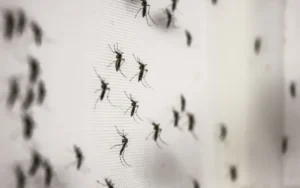 Invasión de mosquitos en Rosario