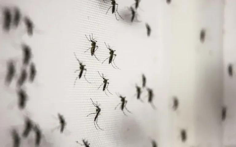 Invasión de mosquitos en Rosario