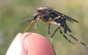 Invasión de mosquitos en la ciudad: ¿Cómo protegerse?