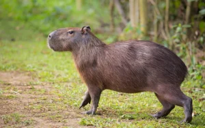 Isleños notan una disminución en la fauna en la región