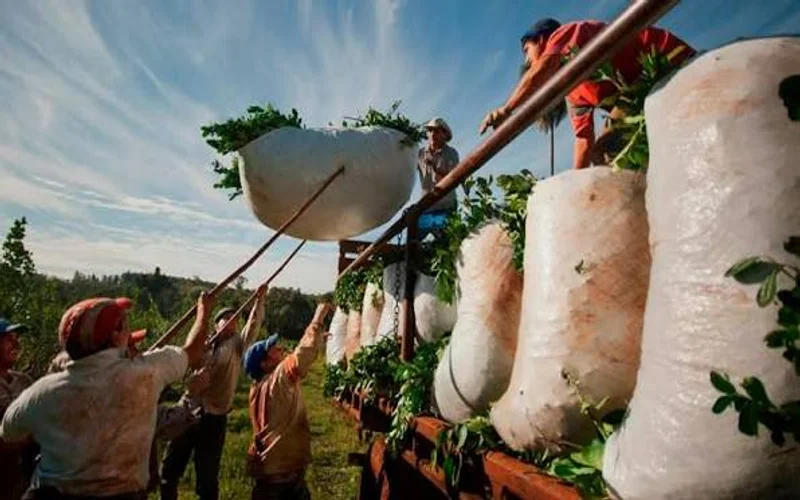 Kicillof viaja a Misiones y se reúne con yerbateros