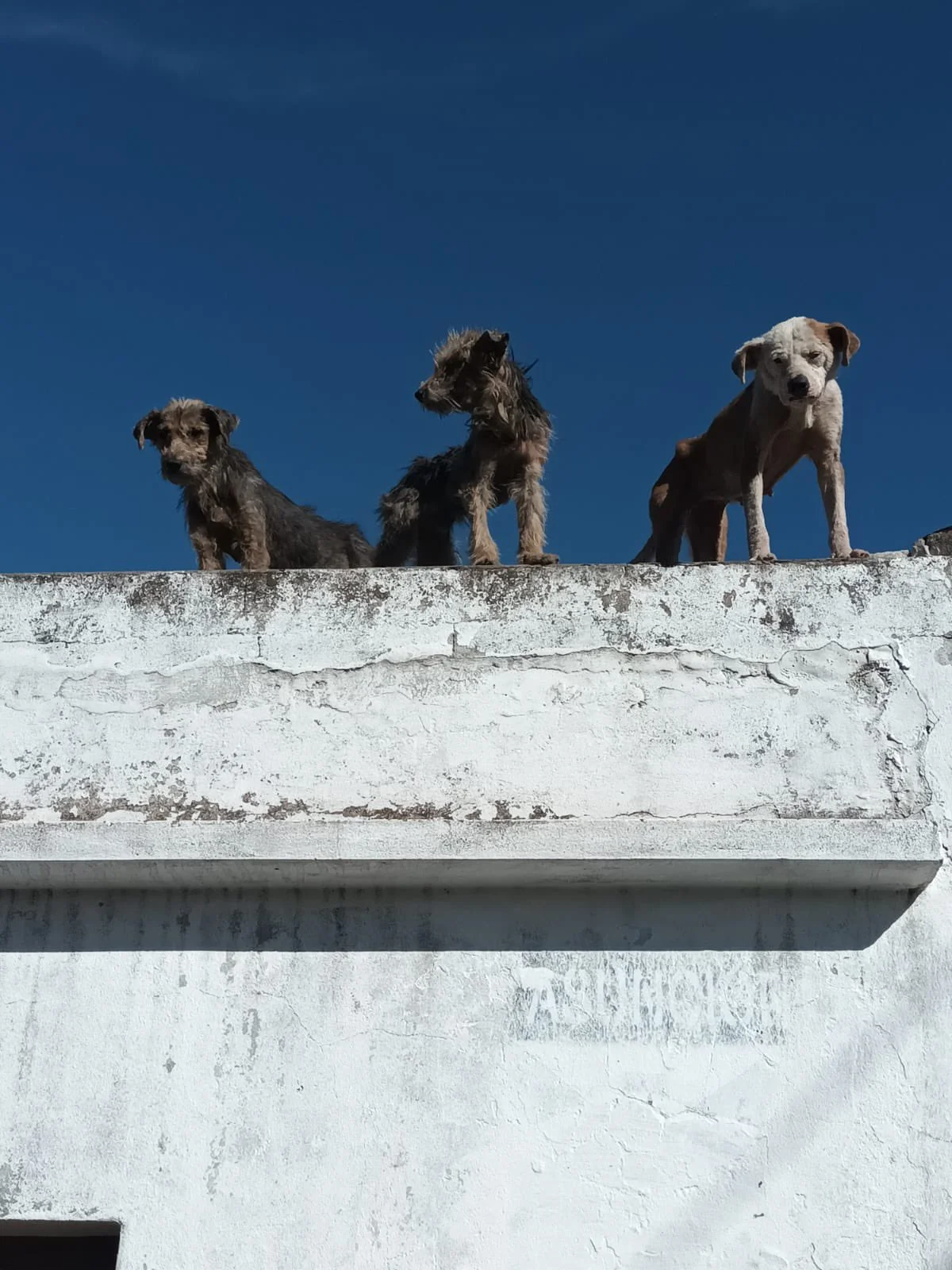 La Municipalidad rescató perros en situación de abandono