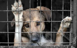 A lo largo del 2025, la Municipalidad atendió más de 1.300 casos de maltrato animal