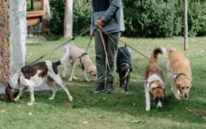 La UBA lanza un curso gratuito para formar paseadores de perros profesionales