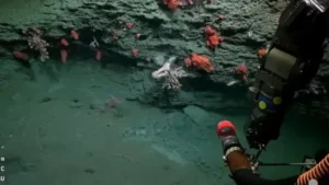 Cuarenta nuevas especies descubiertas gracias a la expedición del CONICET