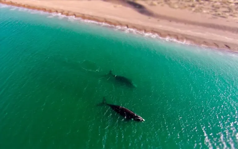 La playa argentina en la que se pueden avistar ballenas desde la costa