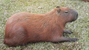 carpincho como mascota en Rosario