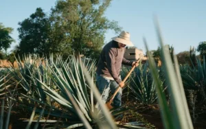 La prestación por desempleo a trabajadores rurales subió un 185%