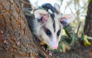 Este año, la provincia de Santa Fe rescató más de 1.400 animales silvestres
