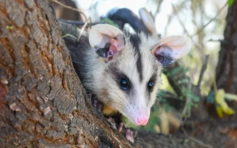 Este año, la provincia de Santa Fe rescató más de 1.400 animales silvestres