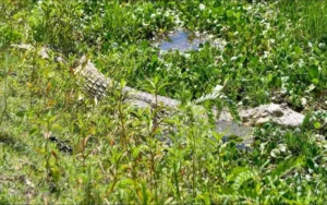 La provincia regresó un yacaré overo a su hábitat natural