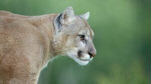 Rescataron cinco pumas, un guazuncho y una gallareta