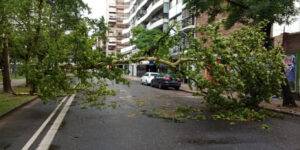 Caídas de Árboles en Rosario por Vientos Fuertes