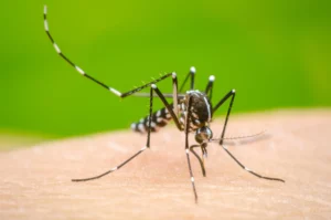 La vacuna aprobada por Anmat contra el dengue es una "esperanza"