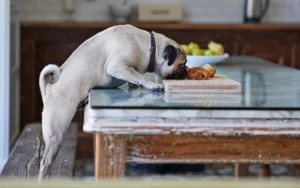 Las 5 razas de perro que son ideales para tener en casa